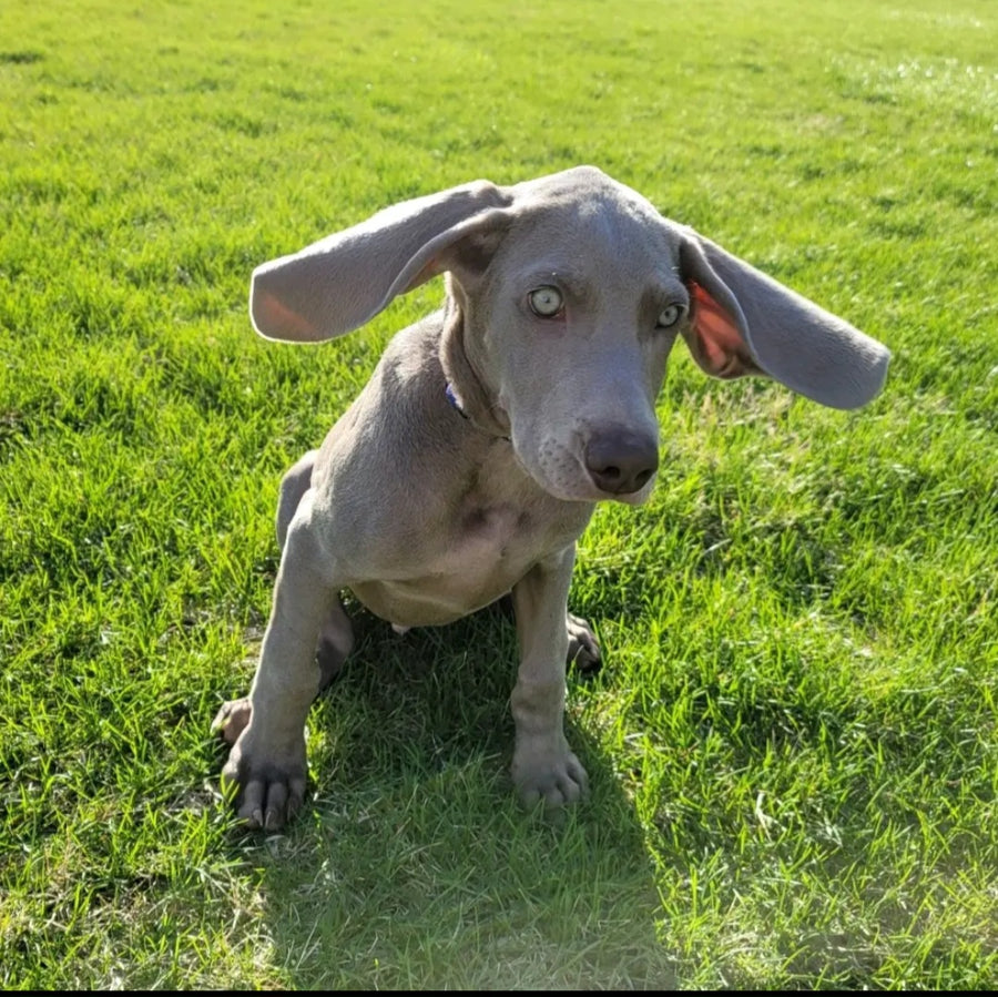 Hutch as a puppy sitting in the grass