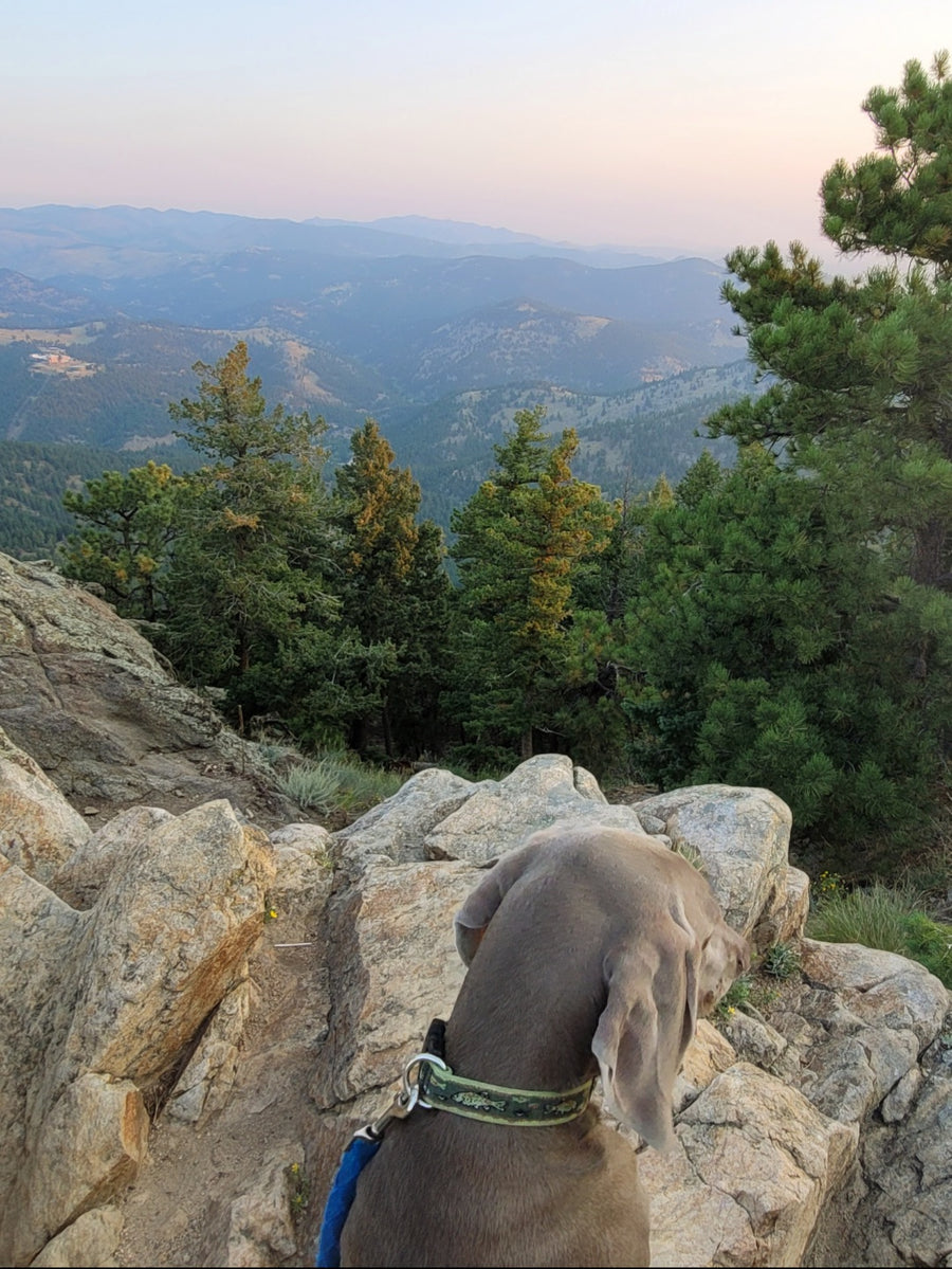 Hutch looking over a forested mountain landscape