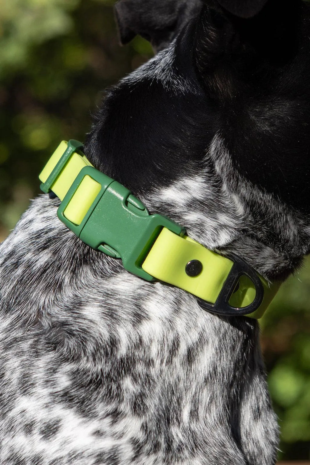 Mossy Pine Waterproof Dog Collar-4