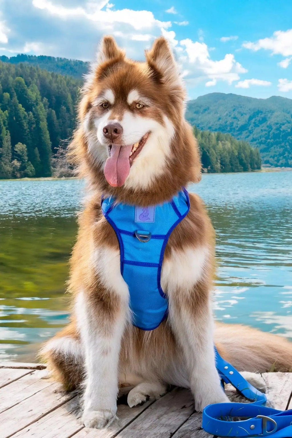 Dockside Adventures Ultimate Harness-1
