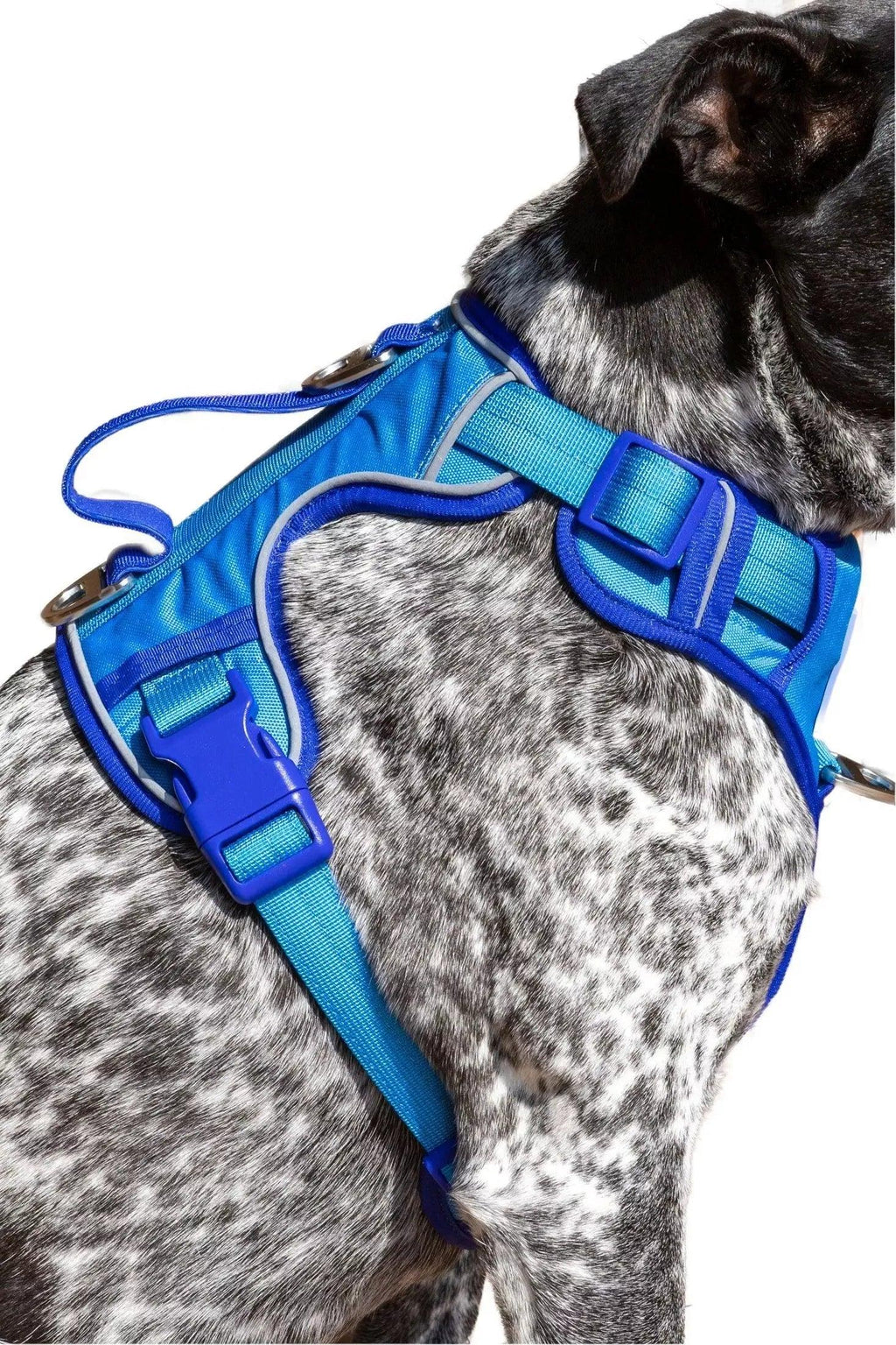 Dockside Adventures Ultimate Harness-5