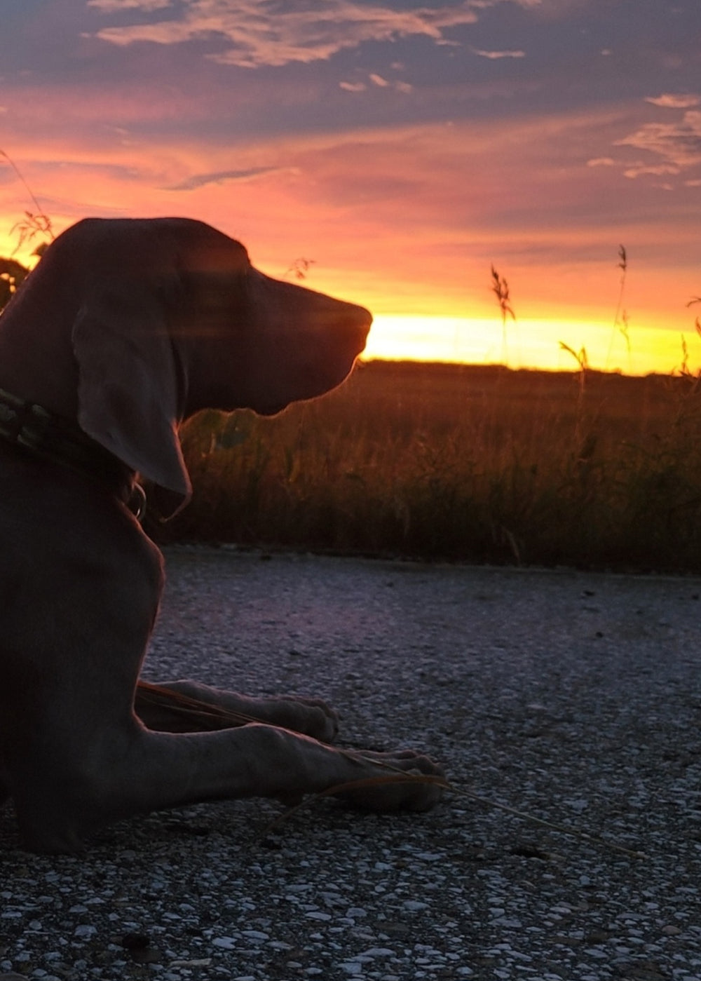 Hutch looking toward the sunset